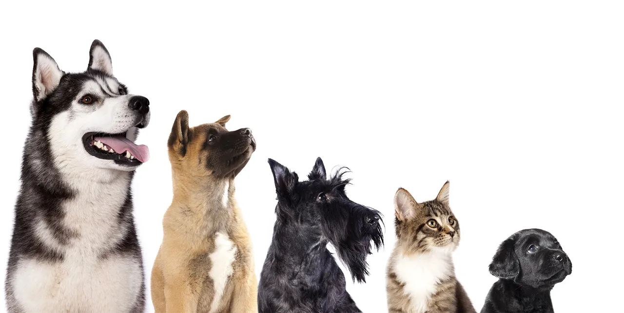 Cães e gato olhando para cima